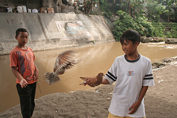 Carreras de palomas,  Copiriver, Jogyakarta, Indonesia