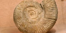 Perisphinctes sp. (Ammonites) Jurásico