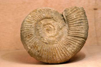 Perisphinctes sp. (Ammonites) Jurásico