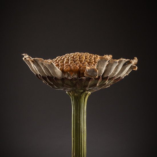 IES_SANISIDRO_BIOLOGIA_101