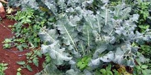 Cultivo de brócoli, brassica oleracea, afectado por plaga, Ecuad