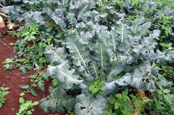 Cultivo de brócoli, brassica oleracea, afectado por plaga, Ecuad