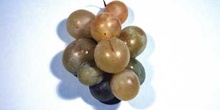 Racimo de uvas