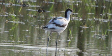 Avoceta común