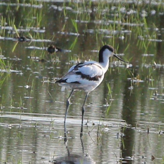 Avoceta común