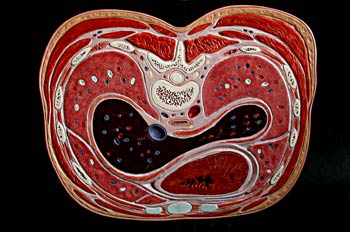 Sección superior  tercio abdomen