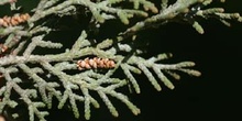 Ciprés - Flor (Cupressus semprevivens)