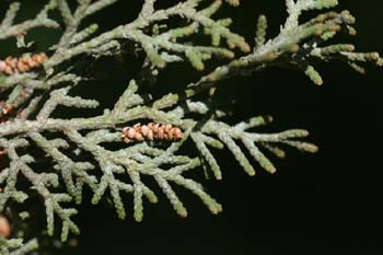 Ciprés - Flor (Cupressus semprevivens)