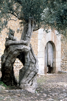 Olivo en casa de campo