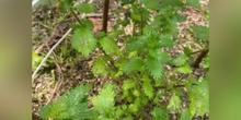 Urtica Urens
