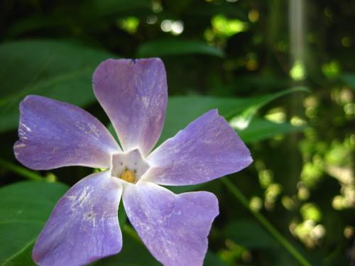 Pentágono floral