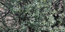 Eleagnus angustifolia