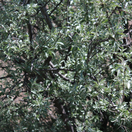 Eleagnus angustifolia
