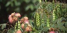 Acacia de Persia - Fruto (Albizia julibrissin)