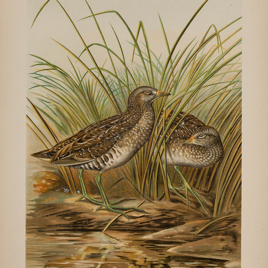 IES_CARDENALCISNEROS_AVES_LAMINAS_012