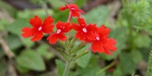 Flor silvestre, Argentina