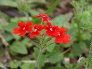 Flor silvestre, Argentina