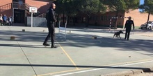 2017_11_13_UNIDAD CANINA MUNICIPAL_CEIP FDLR_LAS ROZAS_2017 4