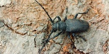 Gran Longicornio áptero (Morimus asper)