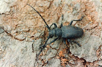 Gran Longicornio áptero (Morimus asper)