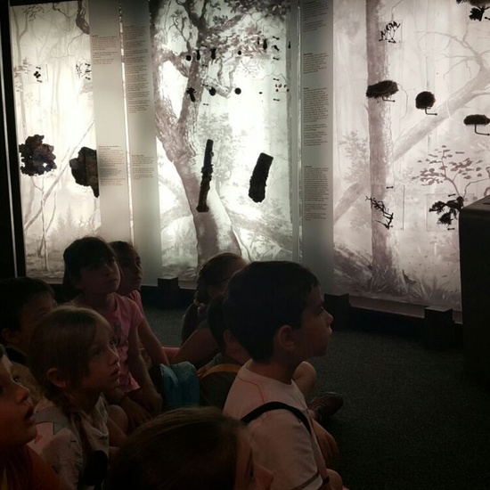 Visita a la exposición El Bosque. 1º 2º Primaria. CEIP Pinocho. 2016/17 23