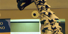 Detalle de Camarasaurus (Dinosauria, Sauropoda), Museo del Jurás