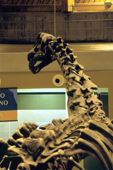 Detalle de Camarasaurus (Dinosauria, Sauropoda), Museo del Jurás