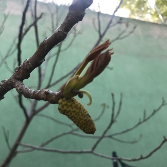 Lucia Walnuts male female part 2