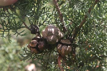 Ciprés - Piñas (Cupressus sempervivens)