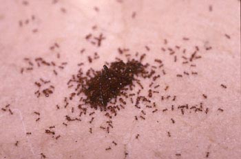 Hormiga del faraón (Monomorium pharaonis)