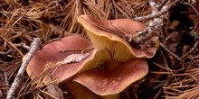 Tricoloma rutilante (Tricholomopsis rutilans)