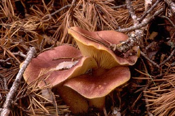 Tricoloma rutilante (Tricholomopsis rutilans)