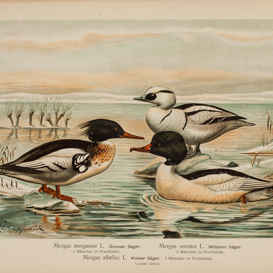 IES_CARDENALCISNEROS_AVES_LAMINAS_081