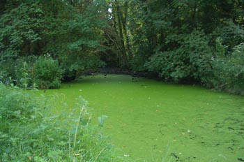 Río Arun, Inglaterra