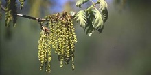 Rebollo / melojo - Flor masc. (Quercus pyrenaica)
