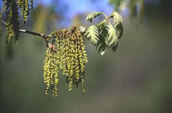 Rebollo / melojo - Flor masc. (Quercus pyrenaica)