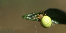 Araña común verde (Araniella curcubutina)