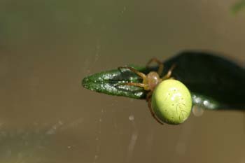 Araña común verde (Araniella curcubutina)