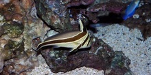 Roncador (Equetus sp.)