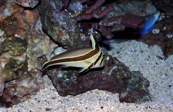 Roncador (Equetus sp.)