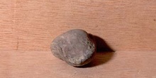 Composita sulcata (Braquiópodo) Carbonífero