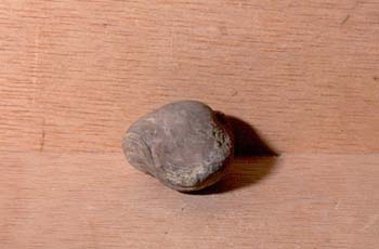 Composita sulcata (Braquiópodo) Carbonífero