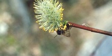 Sarga negra - Flor masc. (Salix atrocinerea)