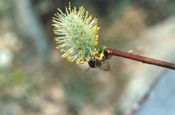 Sarga negra - Flor masc. (Salix atrocinerea)