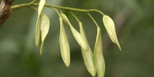 Fresno de hoja estrecha - Fruto (Fraxinus angustifolia)