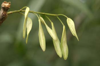 Fresno de hoja estrecha - Fruto (Fraxinus angustifolia)