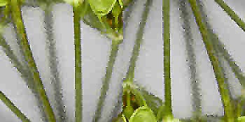 Cenefa de fantasía en cristal