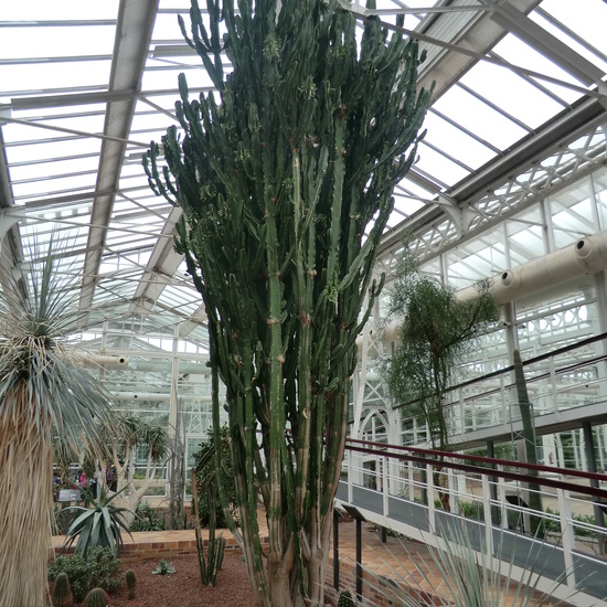 INVERNADERO DE ARGANZUELA 6