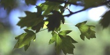 Peral de monte (Sorbus torminalis)