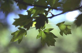 Peral de monte (Sorbus torminalis)